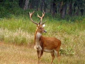 Barasingha deer