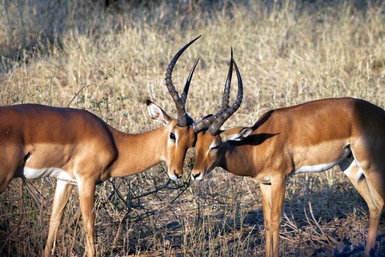 Two adult Impala antelope